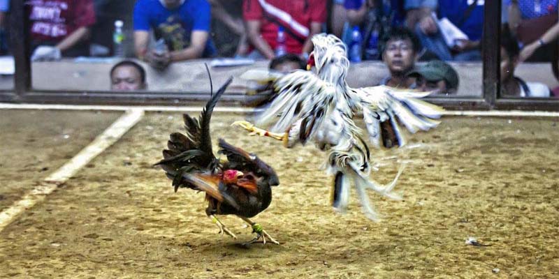 Mẹo chơi cược đá gà thắng lớn cho thành viên