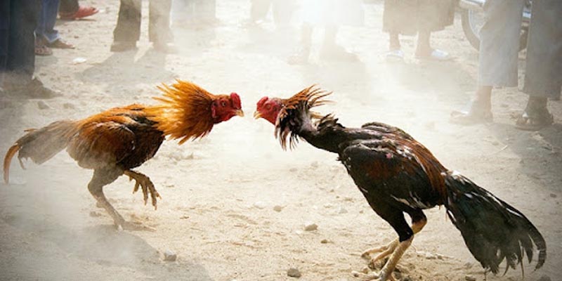 Những điều cấm kỵ trong đá gà miền Bắc